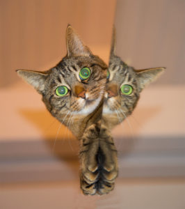 Cute cat