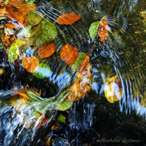 autumn leaves