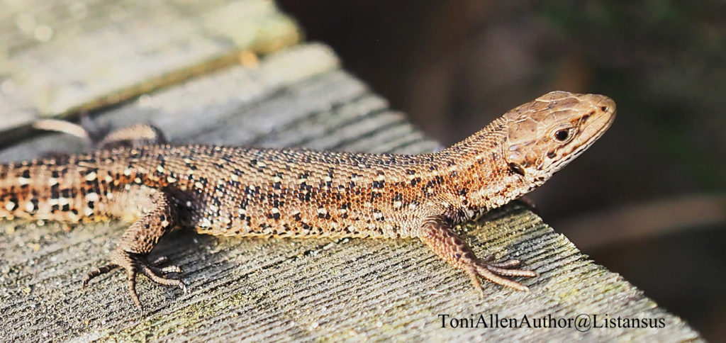 Common lizard at Elstead boardwalk