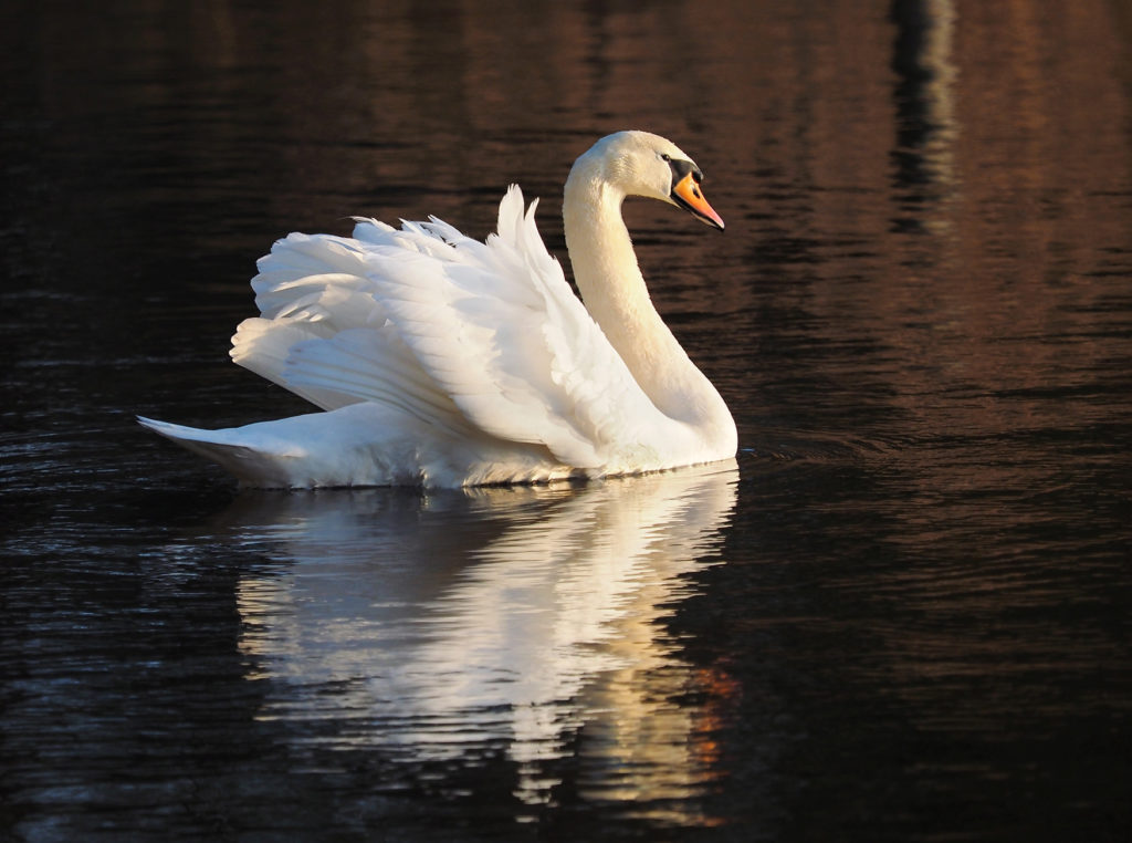 Swan at Frensham Pond