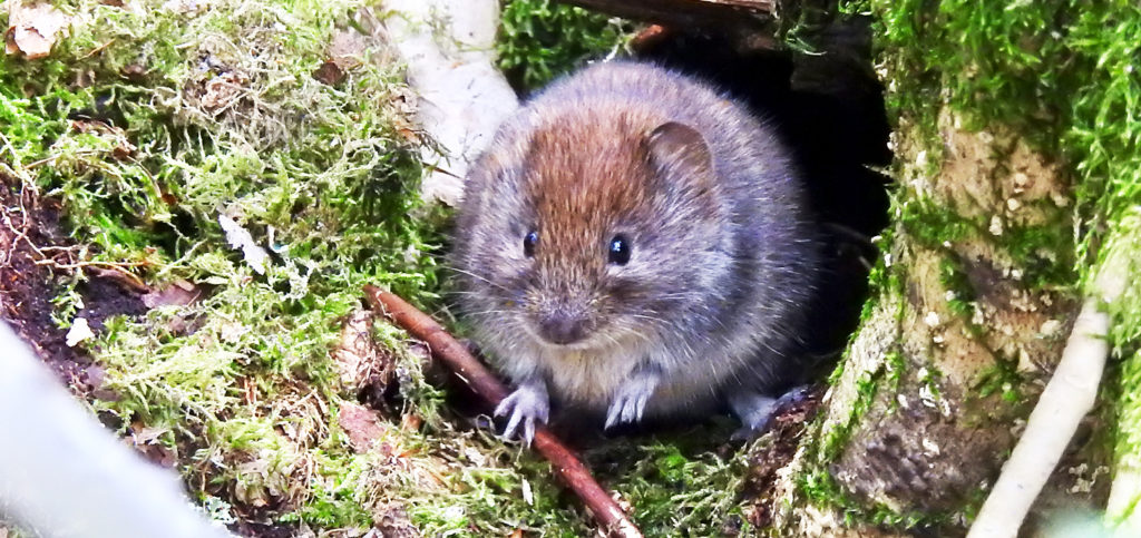 Vole