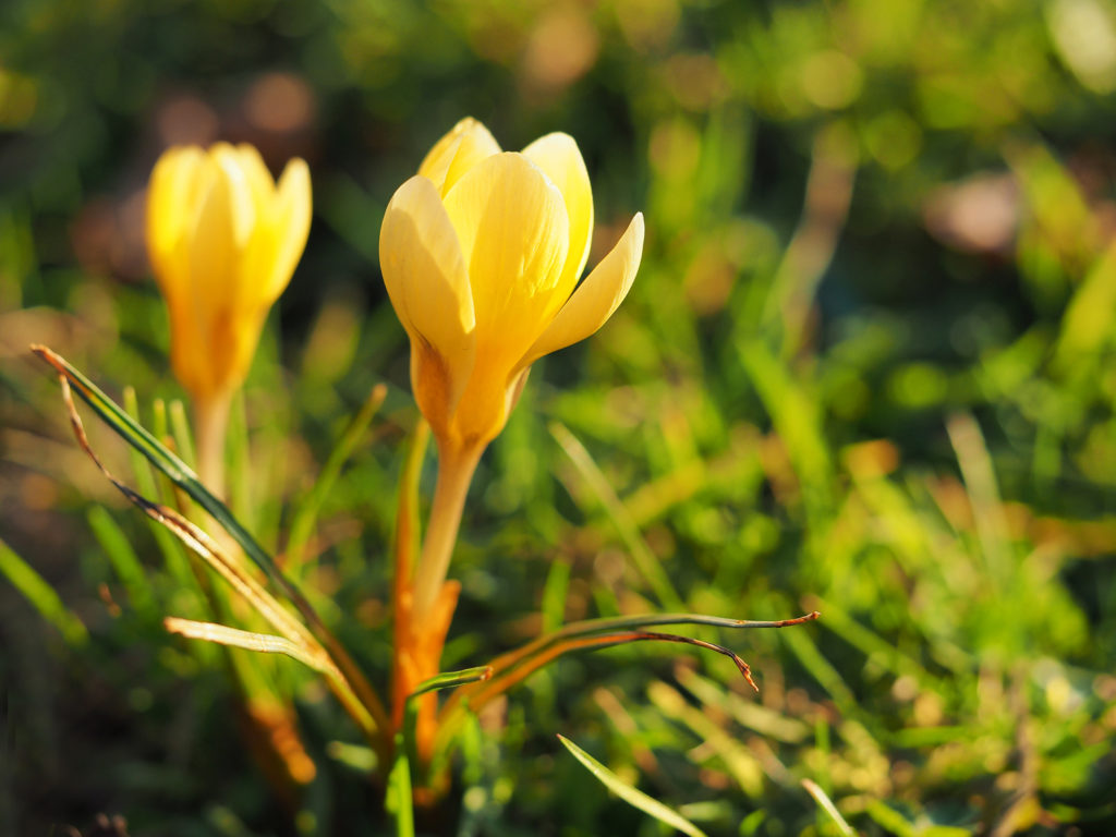 Yellow crocuses