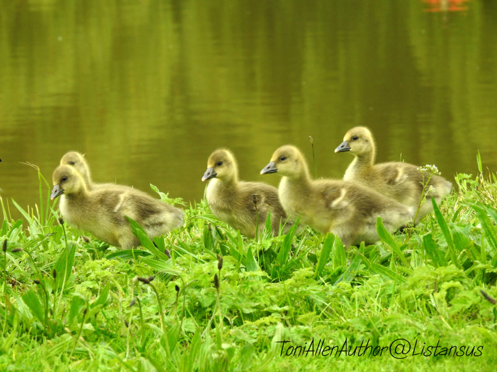 Baby Greylag Geese