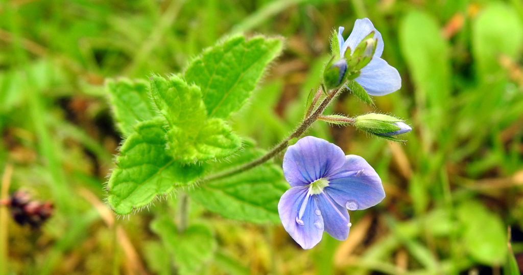 Germander Speedwell