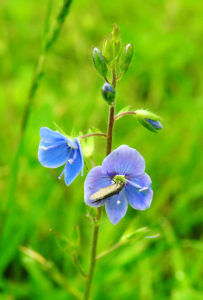 Germander Speedwell