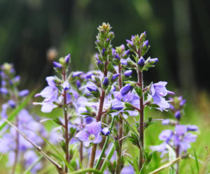 Heath Speedwell 