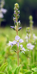 Heath Speedwell 