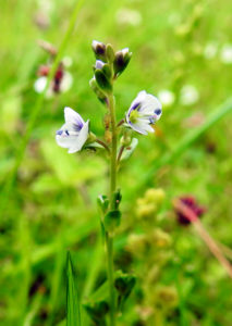 Thyme-leaved Speedwell 