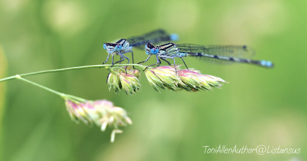 Blue damselfies taken as part of the Wildlife Trusts 30 Days Wild challenge