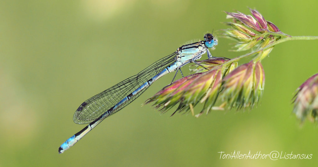 Blue Damselfly taken as part of the Wildlife Trusts 30 Days Wild challenge