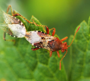 Bugs mating