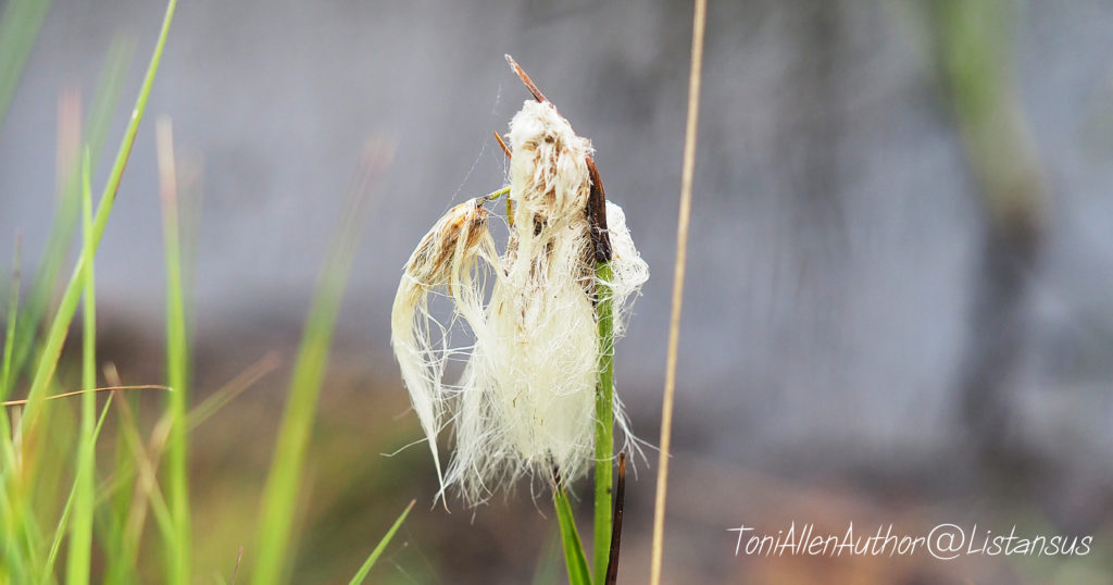 Cotton-Man Farmer part of my #30DaysWild challenge for the Wildlife Trusts