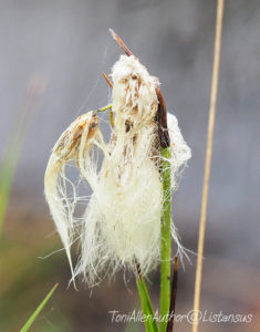 Cotton-Man Farmer part of my #30DaysWild challenge for the Wildlife Trusts