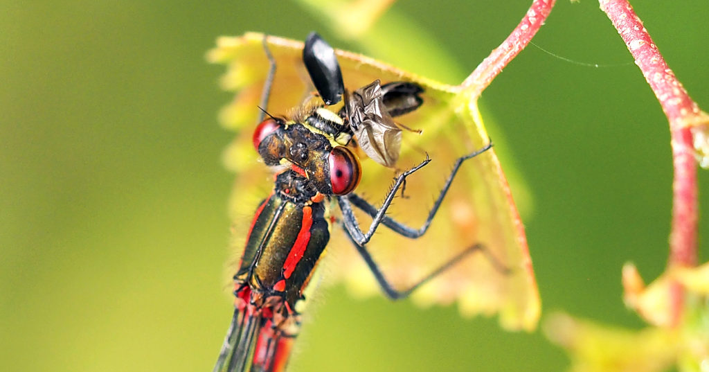 Large Red Damselfly