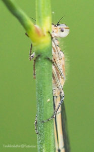 Female blue damselfly taken as part of the Wildlife Trusts 30 Days Wild challenge