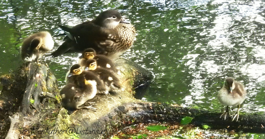 Mandarin duck family taken as part of the 30 days wild challenge with the Wildlife Trusts