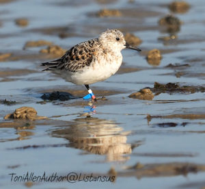 Sandpiper on Elmer beach taken as part of the Wildlife Trusts #30DaysWild challenge for World Oceans Day