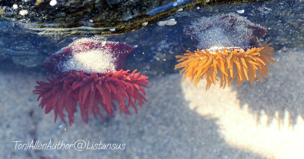 Sea anemones as part of the Wildlife Trusts' #30DaysWild challenge