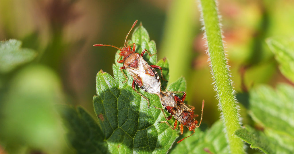 Two bugs mating