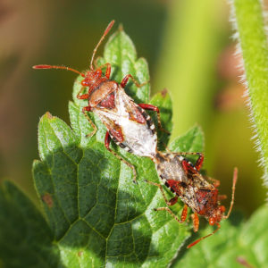 Bugs mating