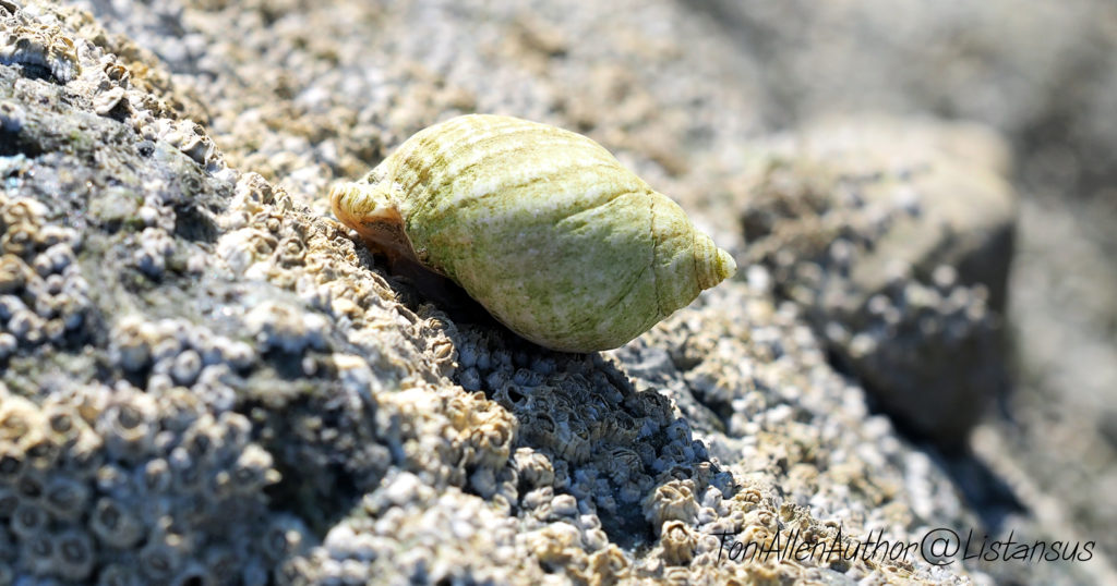 Winkle on Elmer Beach taken as part of the Wildlife Trusts #30DaysWild challenge for World Oceans Day