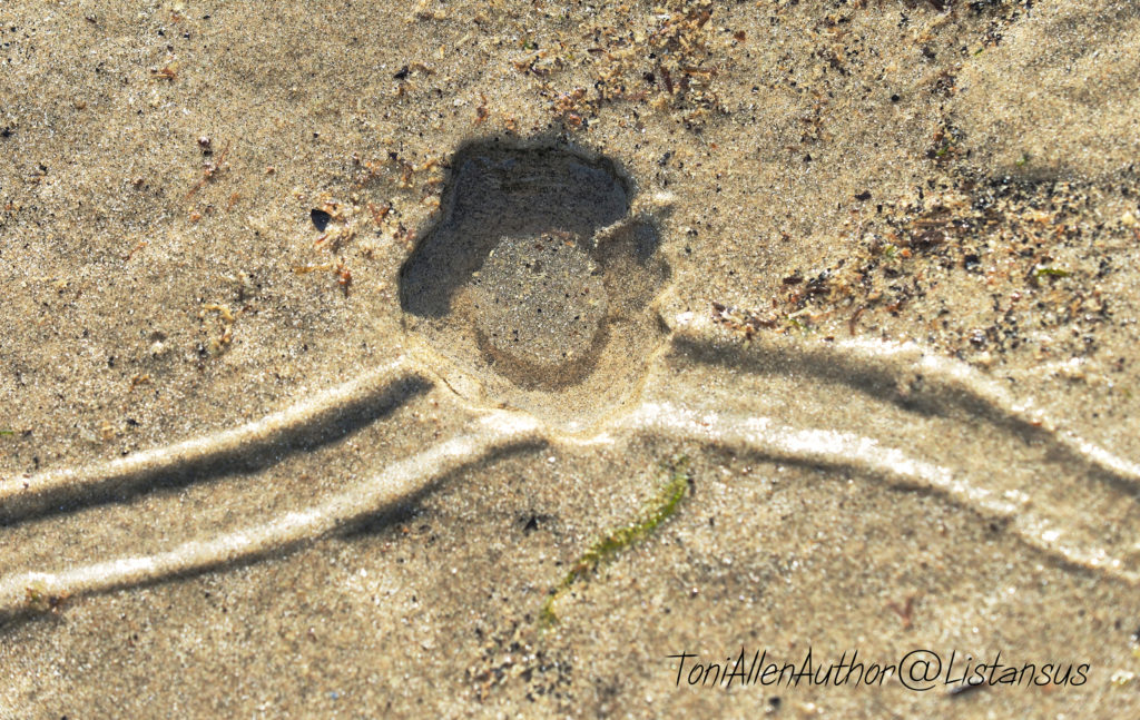 Winkle trails on Elmer Beach taken as part of the Wildlife Trusts #30DaysWild challenge for World Oceans Day