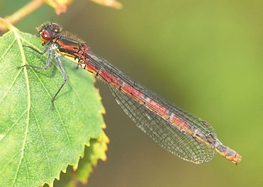 large red damselfly