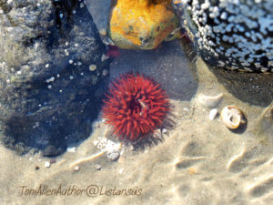 Sea anemone as part of the Wildlife Trusts' #30DaysWild challenge