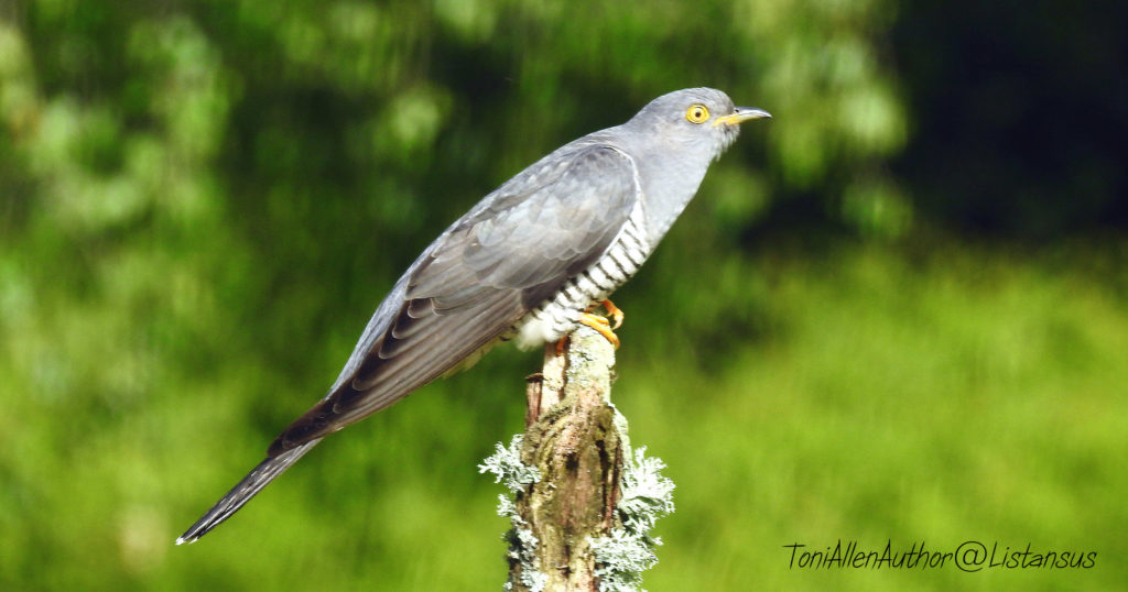 Charlie the cuckoo