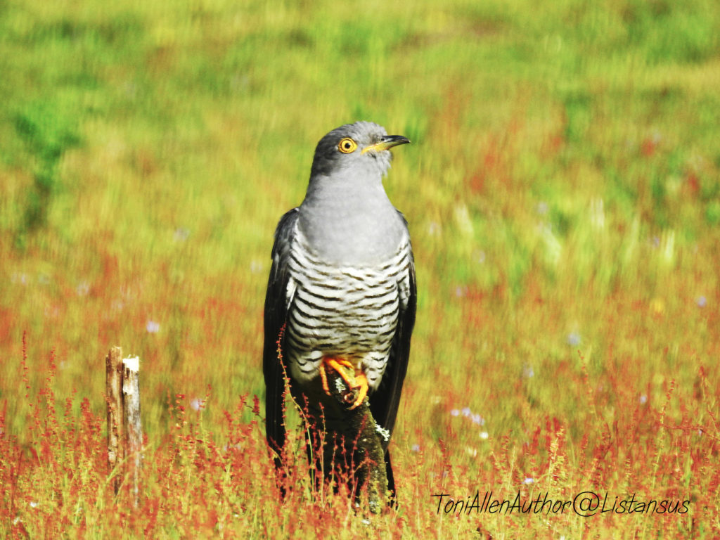 Charlie the cuckoo perched near the ground