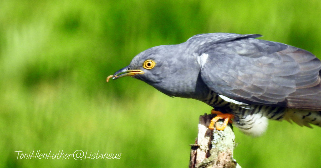 Charlie the cuckoo
