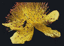 assets/images/hypericumgreetings-000.jpg